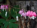 Dicentra spectabilis IMG_2335 Serduszka okazałe